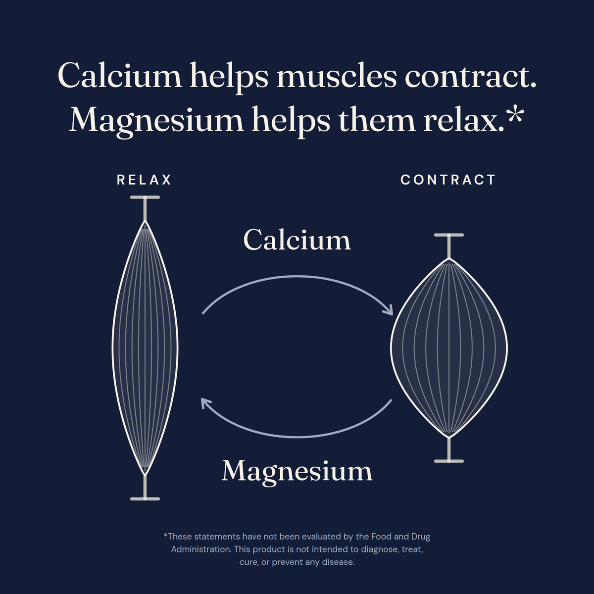 Calcium helps muscles contract. Magnesium helps them relax. A muscle shown relaxed and contracted, as a normal cycle.
